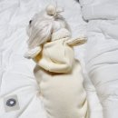 도그맘애견 이미지