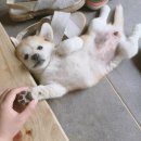 인절미
