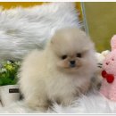 나라애견본점 이미지