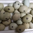 한작대기 이미지