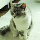 pet68너5936 | ●고양이 간식● 뚠뚠냥 나랑곰도 먹고 있는 "펫파더 저칼로리 치킨트릿"