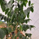 석기농장 이미지