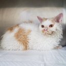 광주TNR동물병원(송정) 이미지