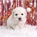 동편동물병원 | 해안동 강아지 분양 사랑스러운 외모랑 온순한 성격