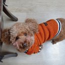 미용할개 이미지