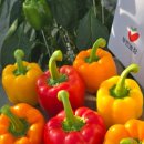 장파농장 이미지