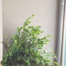 홍성화원 이미지