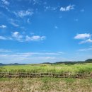 순비기 | 태안 신두리 해안 사구 코스 풍경 센터 주차 해수욕장 여행 후기