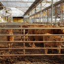 삼성사슴농장 이미지