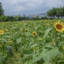 참새농장 이미지