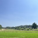 체리따기🍒 체험 후기(예산, 가람체리농원)