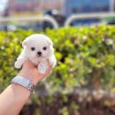 해피애견타운 강아지고양이 포항점&현살롱드펫(북구) | 경주고양이분양, 따뜻한 인연을 시작하고 싶다면 해피펫타운