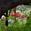 가을빛 풍경 꽃무릇(석산) 이미지