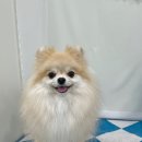 푸드르르 이미지