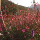 소금꽃정원 이미지