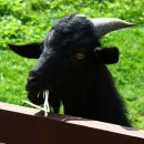 새말목장 이미지