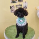 구름9-6 펫 살롱 이미지