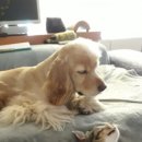 양평가축병원 이미지
