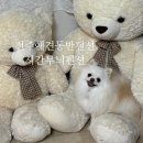 예술인마을 펜션 | 조용하고 깨끗한 전주 애견동반펜션 시간무늬펜션 전주애견동반여행