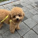 디엠아이 | 양산에서 꼼꼼하게 봐주는 양산애견유치원, 디엠 다우리 도그 센터 방문 후기