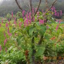 물마루 캠핑장 이미지