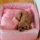 뉴욕도그랜드 이미지