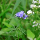 이베리스 이미지