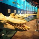 고래의 꿈 이미지