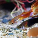 구피 카카오 검색결과