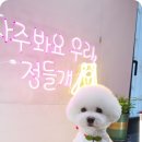 꽃다비펫 이미지