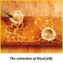 꿀,로얄제리,프로폴리스.화분 효능 그리고 진실,이해 이미지