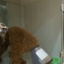 애니힐동물병원 이미지