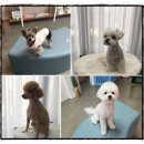 블루밍독 이미지