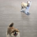 라인하트 애견호텔 유치원 | 김포 라인하트 애견호텔유치원 무료 픽드랍과 실내외 자유활동 후기