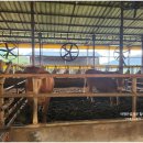 양지-3560 이미지