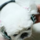 스너그/SNUG
