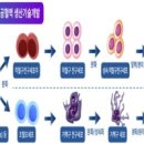 [2025 DAILY PICK 제132호] &#39;세포기반 인공혈액, 임상 시험 가능…혈액 대체 길 열려&#39; 등 이미지