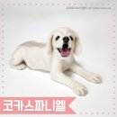 [강아지인형 제작/양모인형] 코카스파니엘 인형, 그리움을 그대로 담아요.