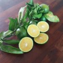 불란지스테이 이미지