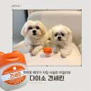 뿌띠펫 | 다이소 제품 견세린 후기 거칠어진 강아지 발바닥 관리방법