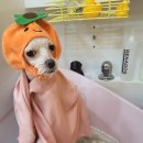 사랑받개 이미지