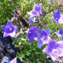 한방농장 이미지