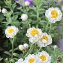 로단테(Rhodanthe) 이미지