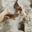 아도농장 이미지