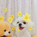 퍼피원데이 이미지