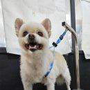 멍멍닷컴 이미지