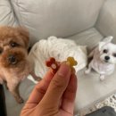 덴탈코리아 이미지