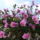 무궁화유치원 이미지