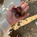 남양주 | 촌캉스에 제격인 한옥펜션 수안채 , 마루방 내돈내산 찐 후기