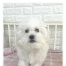 컴투펫 위탁보호센터 서울점 네이버블로그